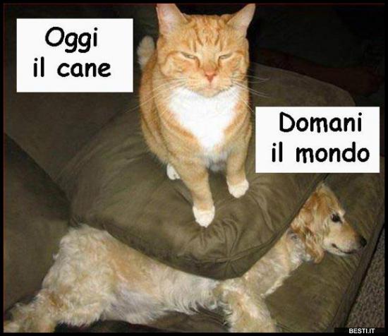 Foto Cani E Gatti Divertenti